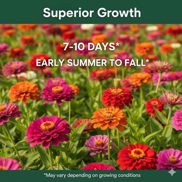 Double Zinnia Mixed Color Seeds