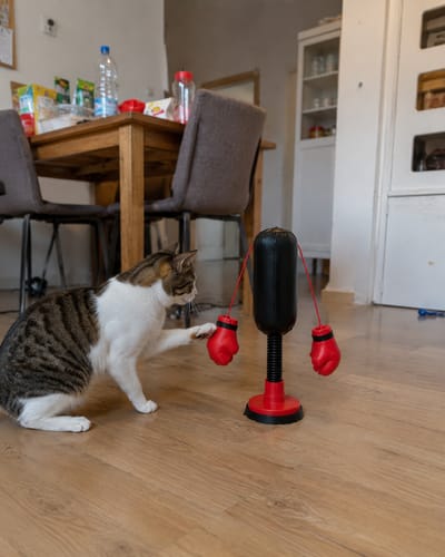 😹🥊Keeps indoor cats active🥊Mini Cat Punching Bag