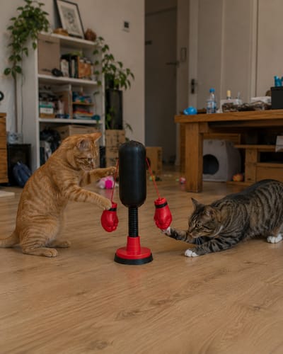 😹🥊Keeps indoor cats active🥊Mini Cat Punching Bag
